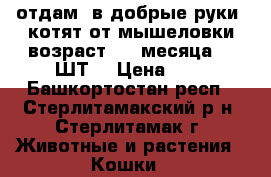 отдам  в добрые руки  котят от мышеловки возраст 1.5 месяца (3 ШТ) › Цена ­ 0 - Башкортостан респ., Стерлитамакский р-н, Стерлитамак г. Животные и растения » Кошки   